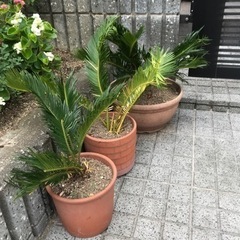 鉢植えのソテツ