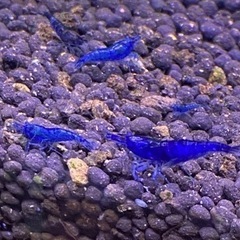 プラチナ星河リアルロングフィン 稚魚8匹とダークブルーシュリンプ稚エビの画像