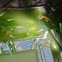 めだか　サンセット極龍、銀牡丹、銀鯖　水槽内すべての画像