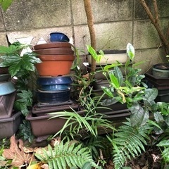 植木鉢　盆栽用鉢の画像