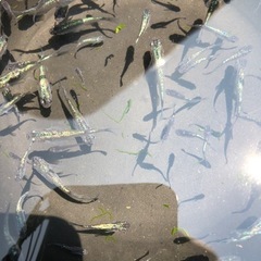 サファイア　メダカ🐠　めだか🐟　の画像