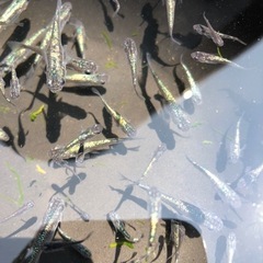 サファイア　メダカ🐠　めだか🐟　の画像
