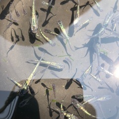サファイア　メダカ🐠　めだか🐟　の画像