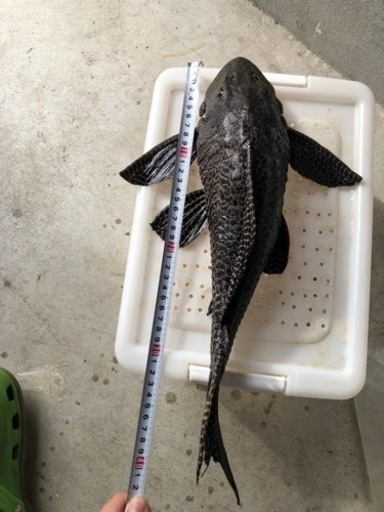 セルフィンプレコ　約４１センチ