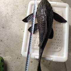 セルフィンプレコ約４１センチ セルフィンプレコ 約41センチ