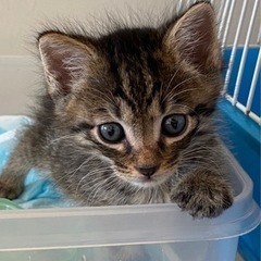 子猫