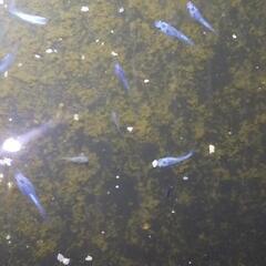 ラメ体外光メダカ若魚(選別もれ)