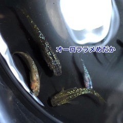 オーロララメめだか　５匹