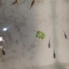 雲州3色メダカ若魚(未選別)の画像