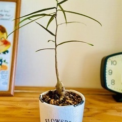 30)希少！お得！ボトルツリー　人気の観葉植物　ビンテージ風鉢付...