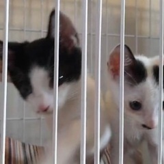 可愛いナレナレ白黒猫