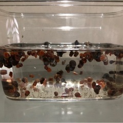レッドラムズホーン 1匹10円複数可！
