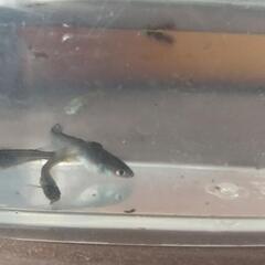 サタン稚魚の画像