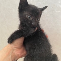 幸せを呼ぶ鍵しっぽ黒猫2匹　キジトラ1匹　子猫