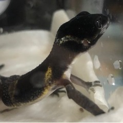 レオパ　ヒョウモントカゲ　飼育方法など！