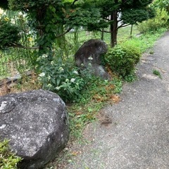 【差し上げます】庭石・巨石の画像