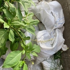庭土　残土差し上げます