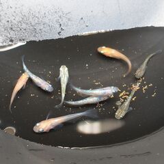 メダカ（ミックス ①）《2022年生：幼魚》１０匹の画像