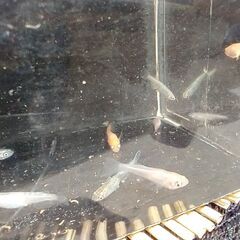 メダカ（ミックス ①）《2022年生：幼魚》１０匹の画像