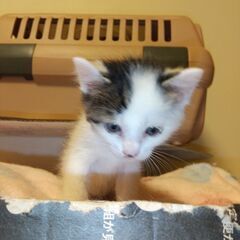 【一時停止】肩乗り好きなかぎしっぽちゃんの里親さん募集 - 猫