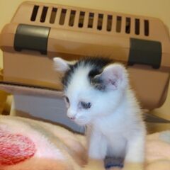 【一時停止】肩乗り好きなかぎしっぽちゃんの里親さん募集 − 茨城県