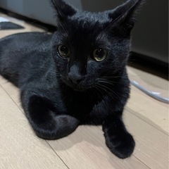 黒猫ちゃんの里親さまを募集いたします。（代理投稿）