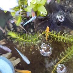 メダカミックス稚魚〜幼魚②の画像