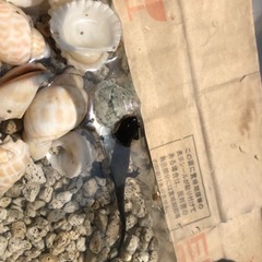 アカハライモリ