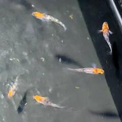 三色ラメ幹之(丹頂タイプ) 幼魚 無選別5匹+α
