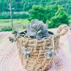 多肉植物♡子持ち蓮華♡手編み鉢♡