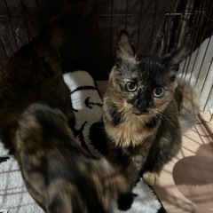 さび猫②里親募集します（代理投稿）