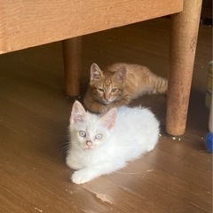 生後4ヶ月の兄弟🐈🐾