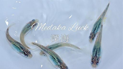 めだか三種類30匹4000円　深海　紅ほっぺ　オーロラブラックラメ