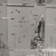 熱帯魚　グッピーの里親募集（決まりました）