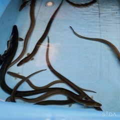 今回限定！ウナギ　うなぎ　鰻　淡水魚　熱帯魚