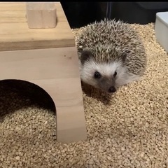 ハリネズミ♂ノーマル柄