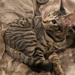 キジトラ猫（4ヶ月）