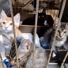 【4/29生まれ】可愛い子猫ちゃんず☆北斗4兄弟の里親募集
