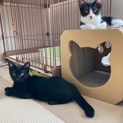 可愛い兄弟です