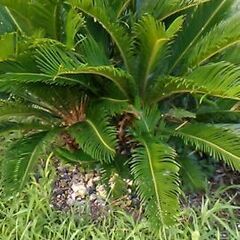 ソテツ　蘇鉄　庭木　植物の画像