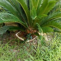 ソテツ　蘇鉄　庭木　植物の画像