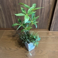 フェイクグリーン 人工観葉植物の画像