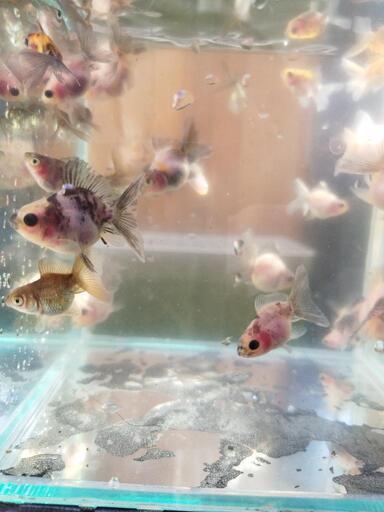 ローズテールオランダ稚魚45匹