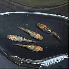 【めだか】月弓メダカ 3匹