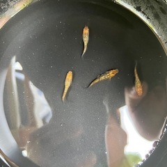 【めだか】月弓メダカ 3匹の画像