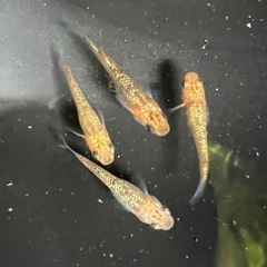 【めだか】月弓メダカ 3匹の画像