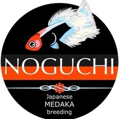 🌴夏のメダカ祭り‼️本日より🌈😉