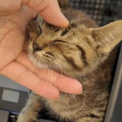 推定生後1〜2ヶ月オスの仔猫（とっても人懐っこいです！）