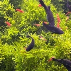 11月17日　当日対応可　②ブラックモーリー【土日祝・手渡し限定】の画像