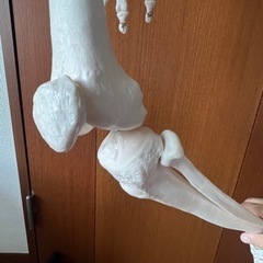 人体骨格模型の画像